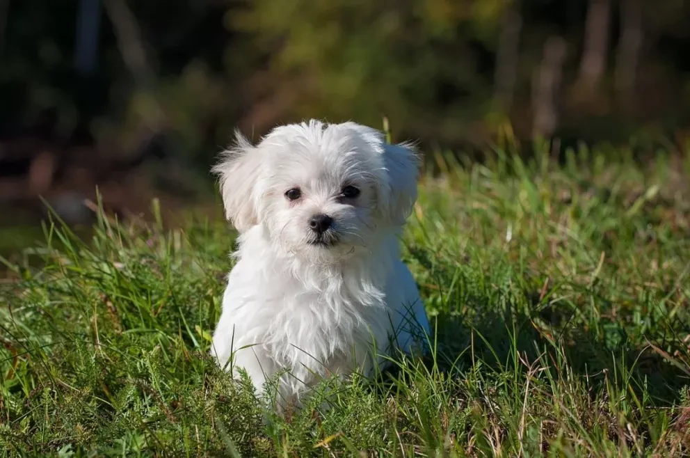 Recomendaciones para calmar a tus mascotas ante fuegos artificiales