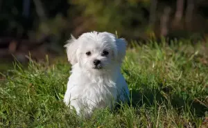 Recomendaciones para calmar a tus mascotas ante fuegos artificiales 