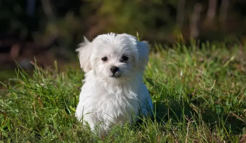 Recomendaciones para calmar a tus mascotas ante fuegos artificiales 