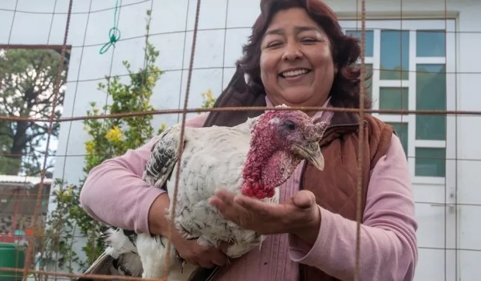Secretaría de Agricultura y Desarrollo Rural No habrá desabasto de Guajolote para Nochebuena.