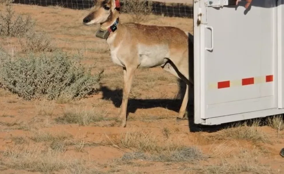 Llegan seis berrendos a la Reserva de la Biosfera El Pinacate y Gran Desierto de Altar.