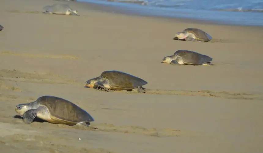 Playas Ceuta y Huizache Caimanero en Sinaloa son decretados Santuarios de Tortugas Marinas