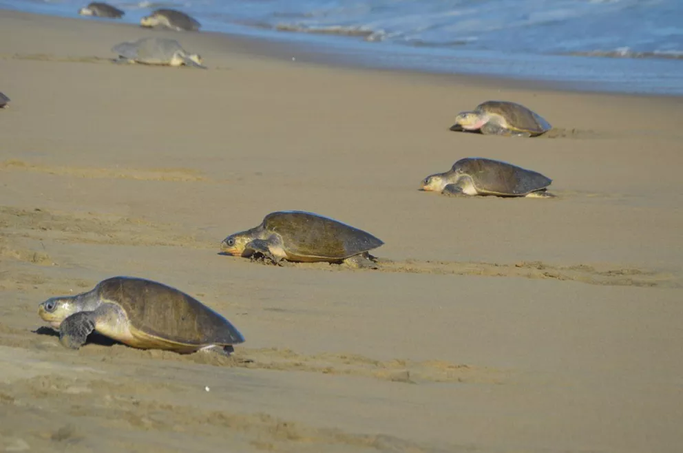 Playas Ceuta y Huizache Caimanero en Sinaloa son decretados Santuarios de Tortugas Marinas