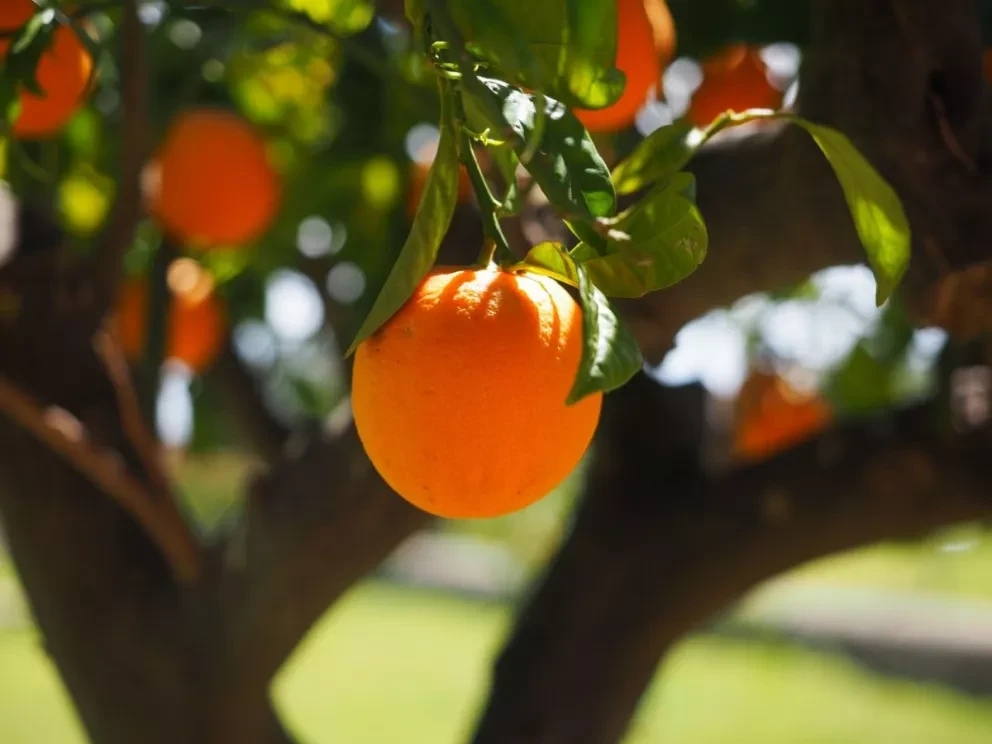 TikTok: Qué significa chico mandarina, te decimos el contexto de esta frase viral
