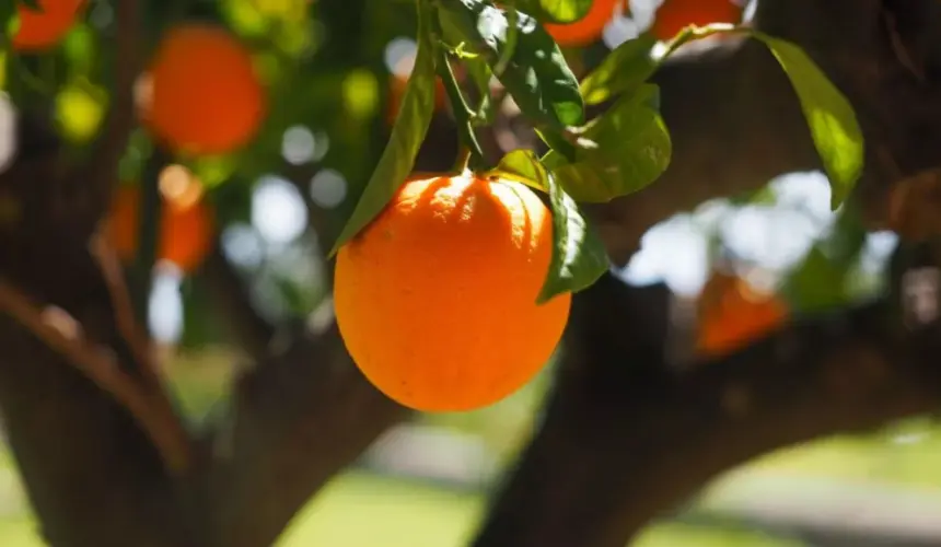 TikTok: Qué significa chico mandarina, te decimos el contexto de esta frase viral 