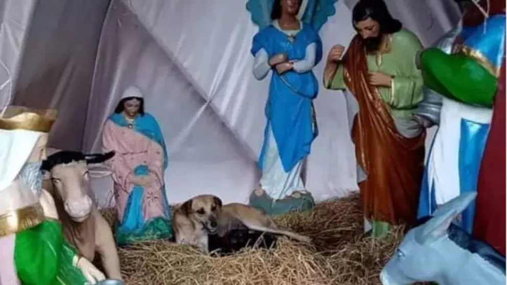 Perrita da a luz a siete cachorros en un pesebre de Palenque, Chiapas