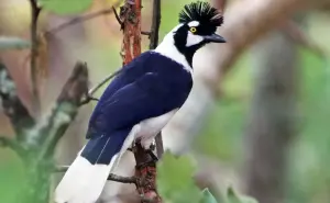 La chara pinta ave única de Sinaloa en el mundo