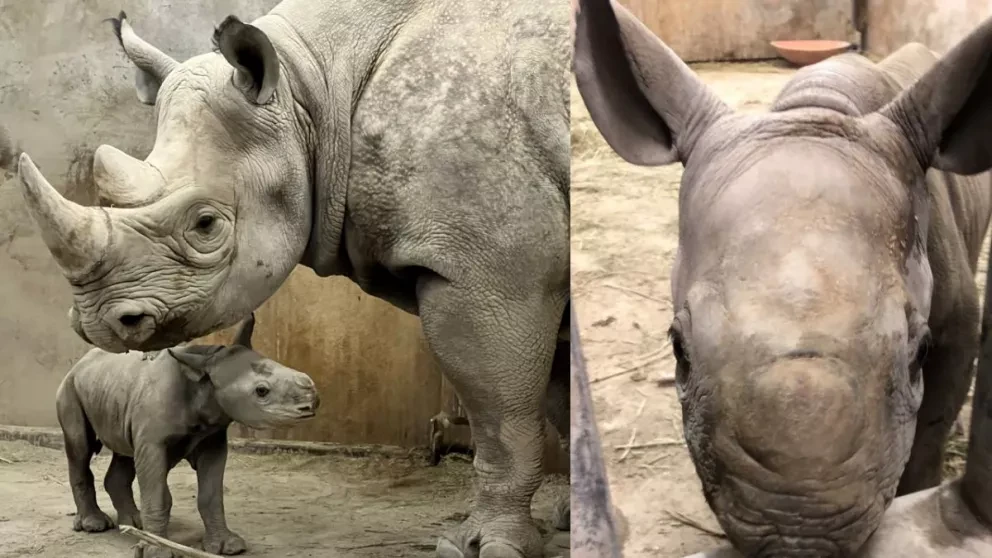 Nace un rinoceronte negro en peligro de extinción en Zoológico de Kansas City, Estados Unidos