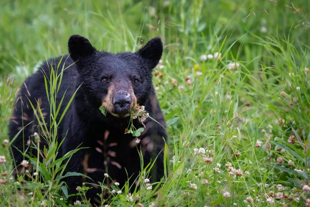 Nuevo León. Qué hacer si te encuentras con un oso negro. Foto: Pete Nuij.