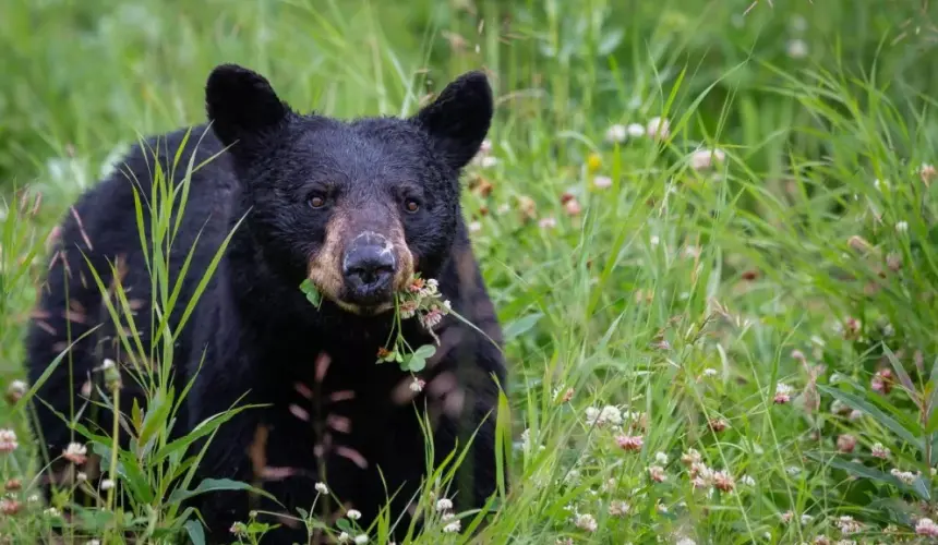 Nuevo León. Qué hacer si te encuentras con un oso negro. Foto: Pete Nuij.