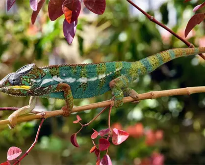 ¿Cuáles son los animales vertebrados?