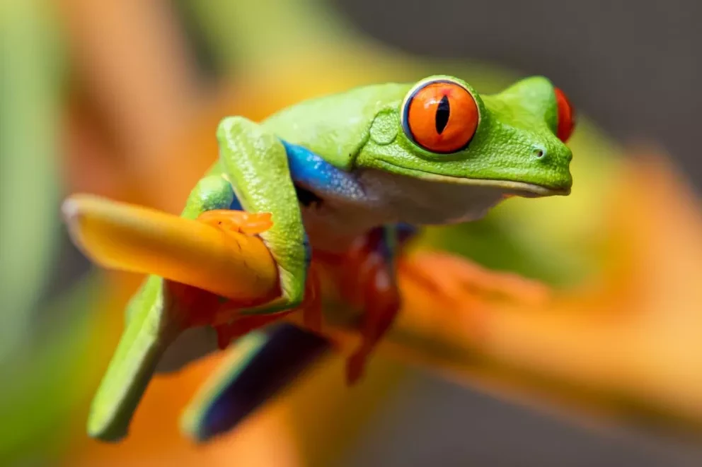 Los sapos y ranas son animales anfibios. Foto: Stephanie LeBlanc
