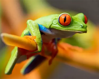 Ejemplo de animales anfibios