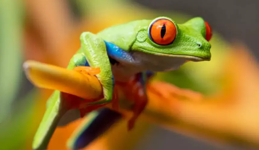 Los sapos y ranas son animales anfibios. Foto: Stephanie LeBlanc 