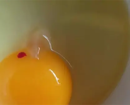 ¿Es seguro comer las manchas rojas del huevo?