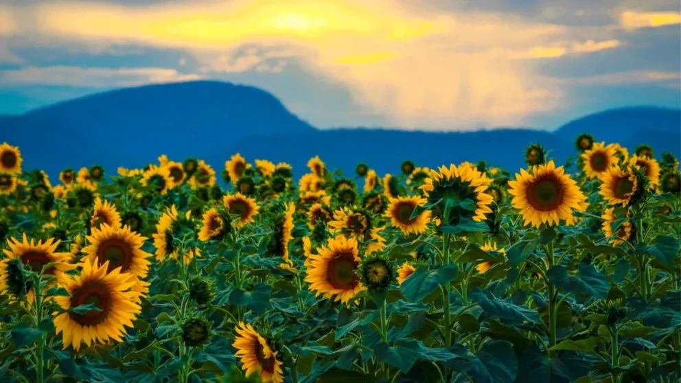 Ya hay fecha para la apertura del Campo de Girasoles de Mocorito 2023 en Sinaloa: conoce fechas, horarios, costo y cómo llegar