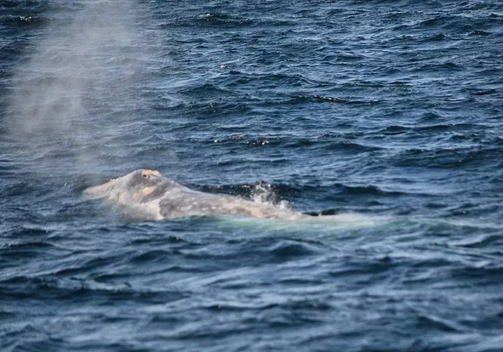 Ballena Gris es avistada en Mazatlán, Sinaloa: la última vez que fue vista fue en 2011