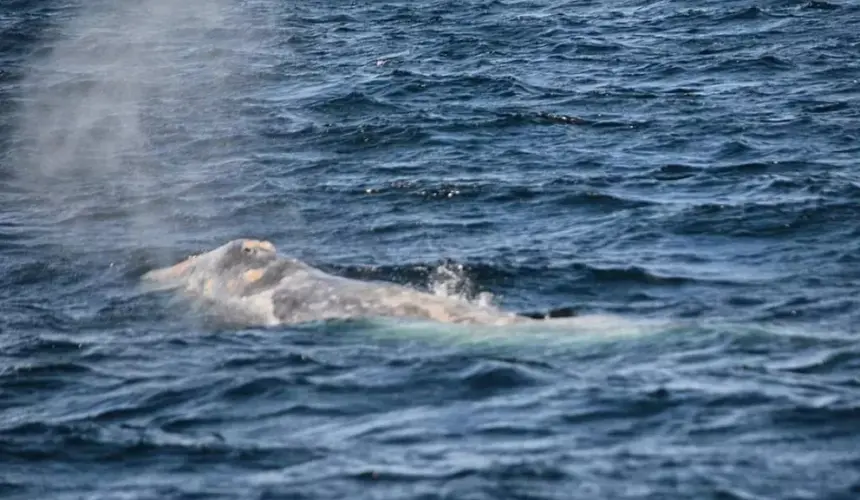 Ballena Gris es avistada en Mazatlán, Sinaloa: la última vez que fue vista fue en 2011