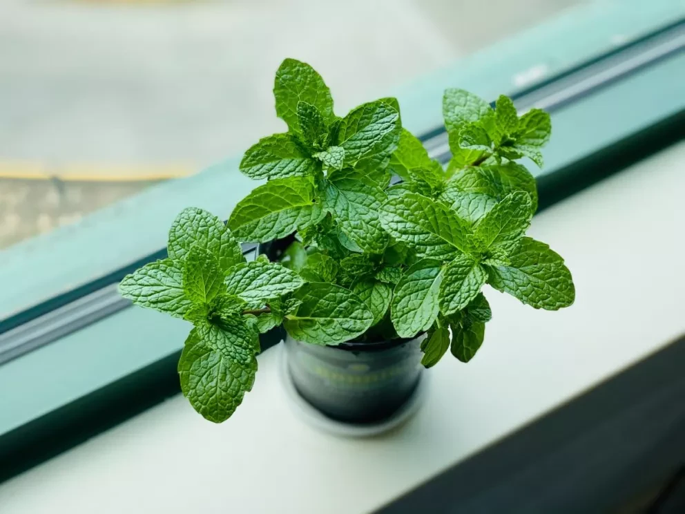 Menta, beneficios de tomarla todos los días.