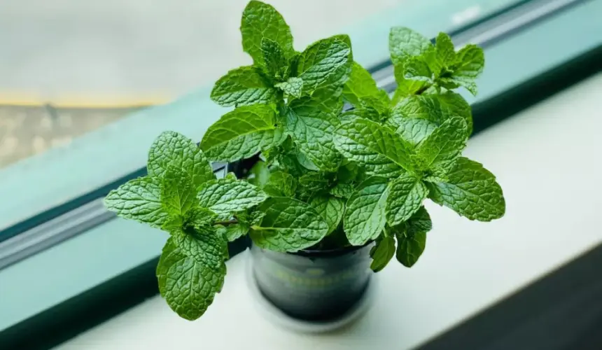 Menta, beneficios de tomarla todos los días.