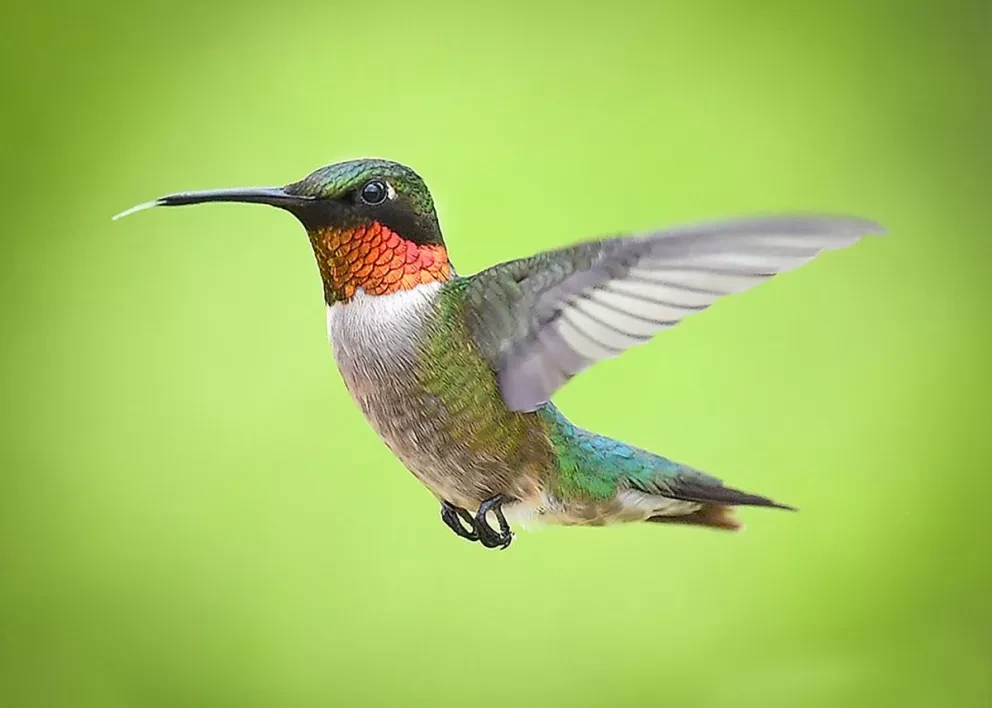 Cuál es el mensaje de un colibrí. Foto: Candi Foltz