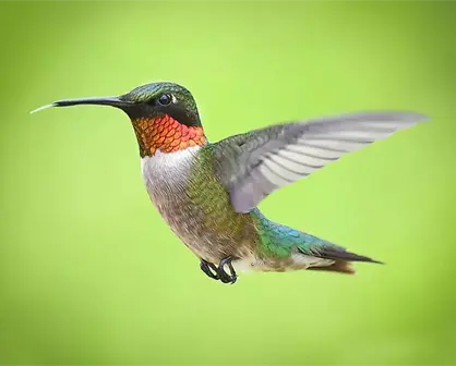 ¿Cuál es el mensaje de un colibrí?