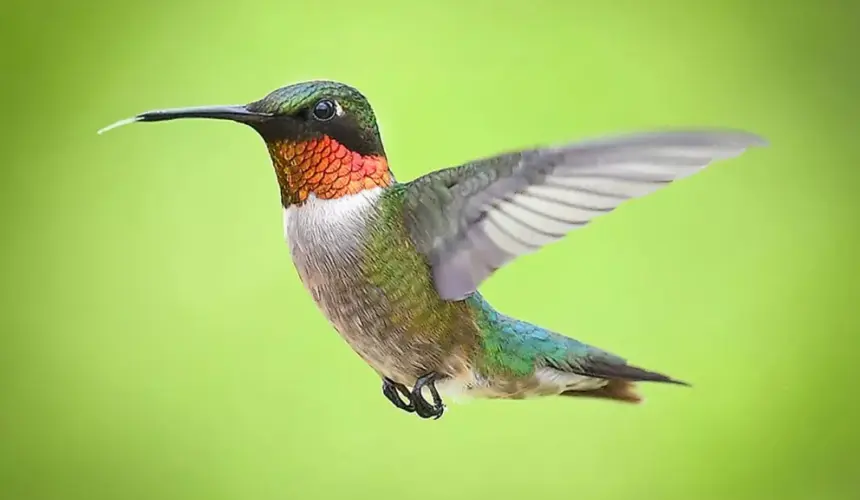 Cuál es el mensaje de un colibrí. Foto: Candi Foltz 