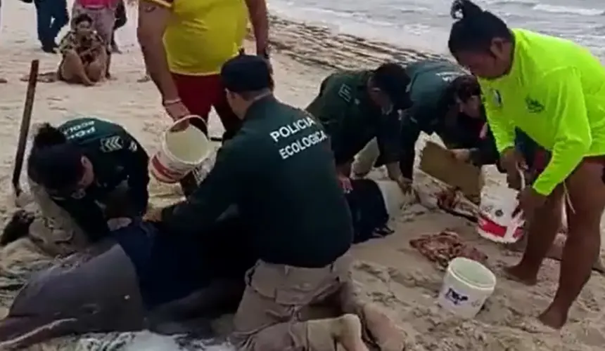 Salvan a delfín que quedó varado en las orillas de la playa de Puerto Progreso, Yucatán. Foto: