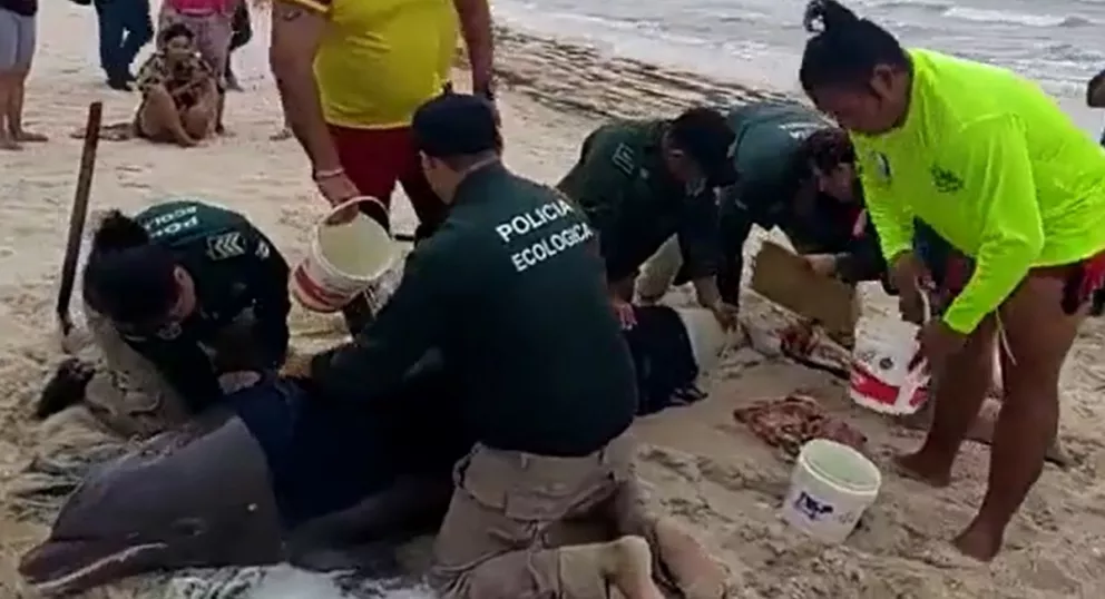 Salvan a delfín que quedó varado en las orillas de la playa de Puerto Progreso, Yucatán. Foto: