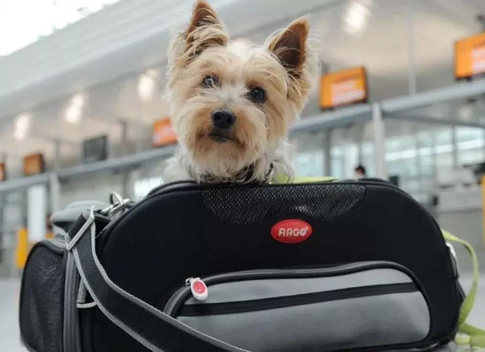 ¿Se puede viajar con mascotas en autobús en México?
