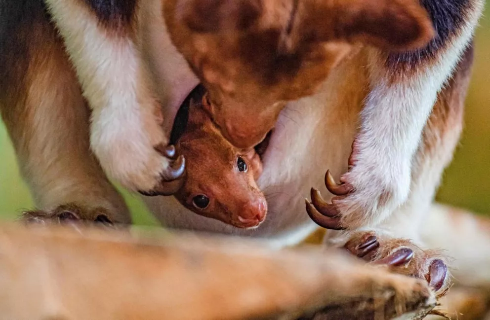  Animalistas del Zoológico Chester en Reino Unido, capturaron el momento exacto en que un canguro de árbol salió por primera vez de la bolsa de su madre. Fotos: Chester Zoo.