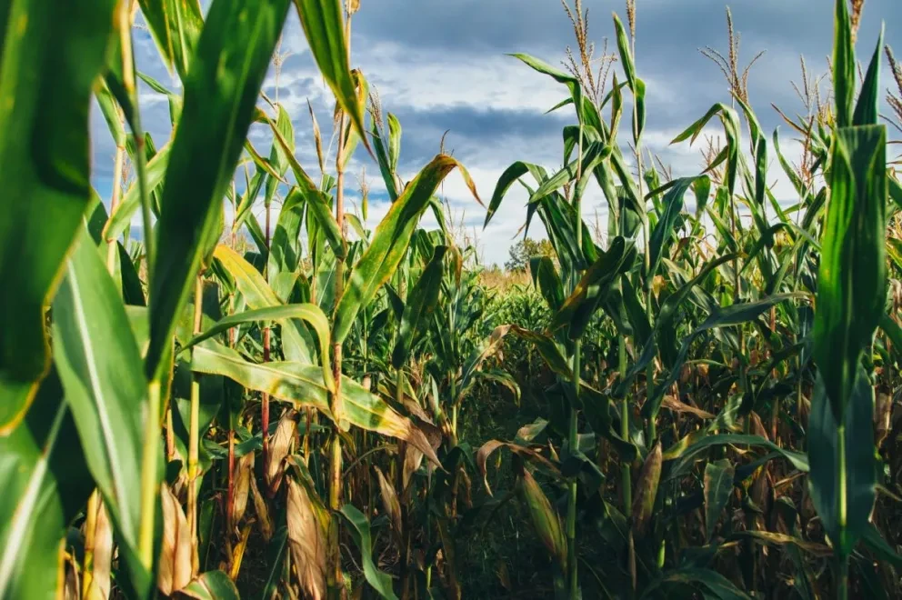 Anuncia Rocha entrega apoyo de fertilizantes también a productores de riego con 10 hectáreas