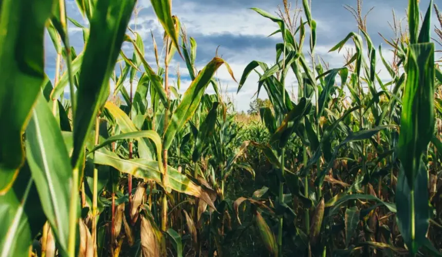 Anuncia Rocha entrega apoyo de fertilizantes también a productores de riego con 10 hectáreas