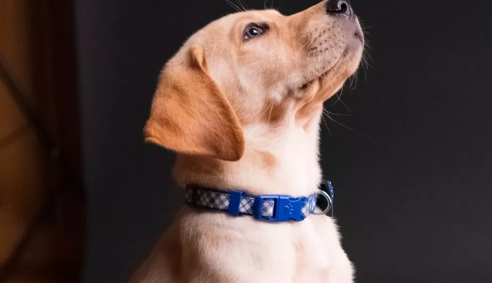 ¿Se quedó como el perro de las dos tortas? ¿Qué quiere decir ese dicho?. Foto: Taylor Kopel