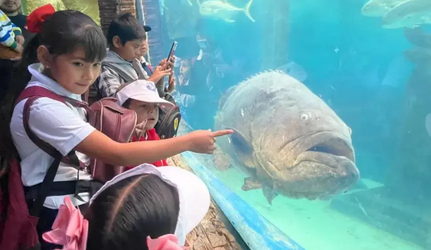 Más de 5 mil niños de la zona rural han visitado el Acuario Mazatlán.