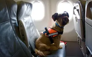 ¿Cuánto cuesta viajar con una mascota en Volaris y Aeroméxico?