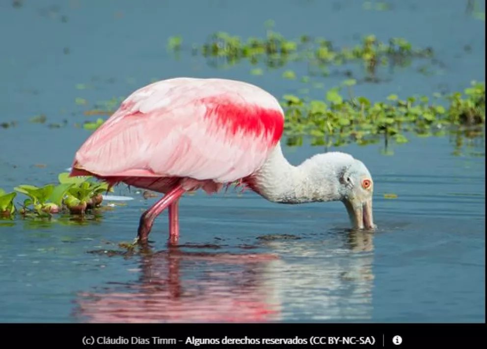 La Espátula rosada un ave del paraíso costero de Sinaloa