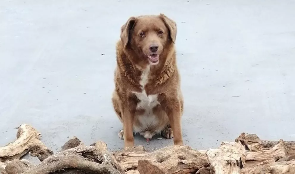 Bobi es el perro más longevo de todo el mundo y vive en Portugal.
