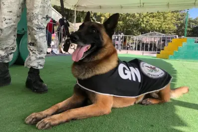 Conoce a Abrumador, un valioso elemento de la Guardia Nacional que podrás conocer en la exposición de Sedena La Gran Fuerza de México en Culiacán, Sinaloa