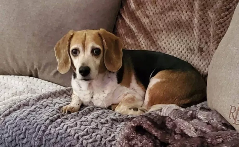 Perrito logra volver con su familia después estar ocho años perdido