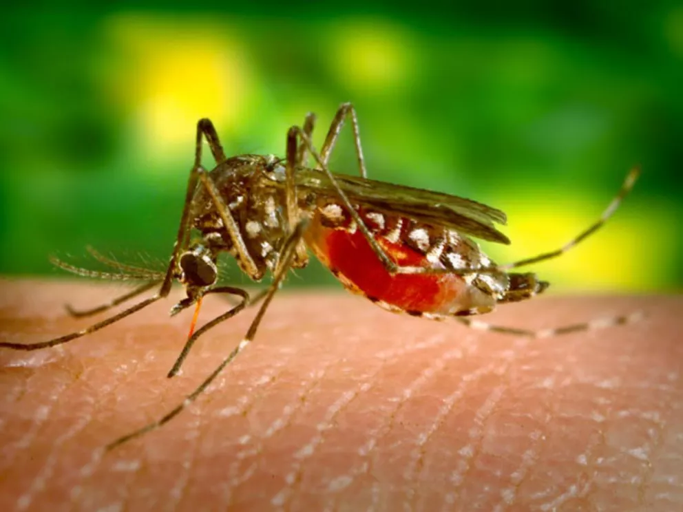 Singapur cría millones de mosquitos cada semana para combatir el Dengue. Foto: Pixabay 