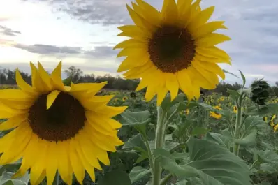 Campo de Girasoles en Mocorito, Sinaloa, será inaugurado este jueves 2 de marzo de 2023; conoce cómo llegar, costo y ubicación exacta