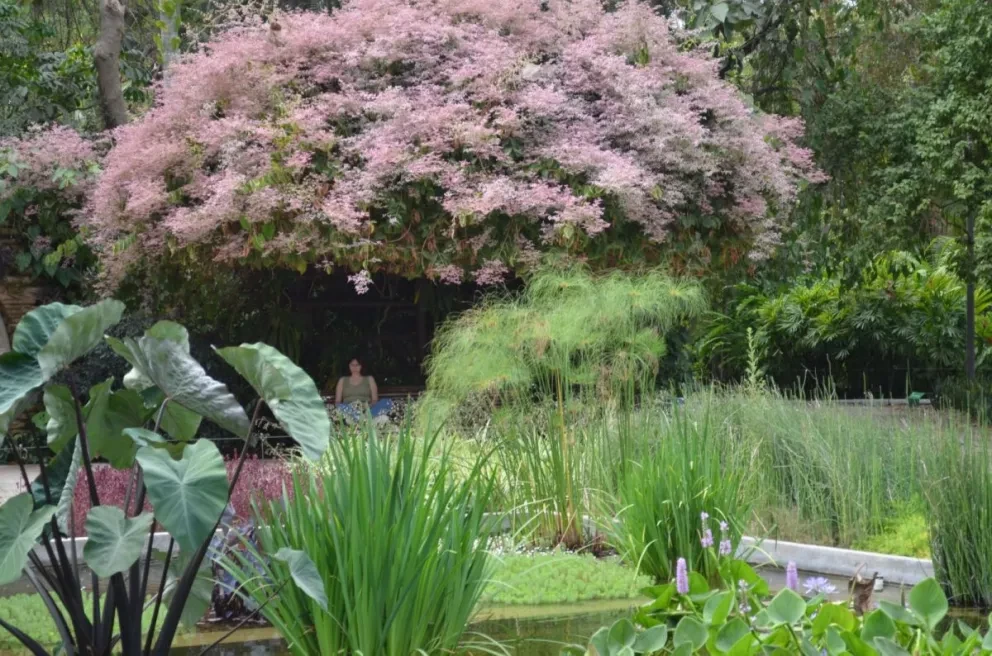 Visita Jardín Botánico de Culiacán y disfruta de una maravillosa experiencia al conectar con todo aquello que nos brinda vida. Fotos: Juan Madrigal