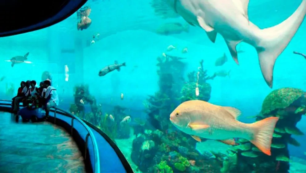 Llevan a CDMX presentación del Gran Acuario Mazatlán Mar de Cortés