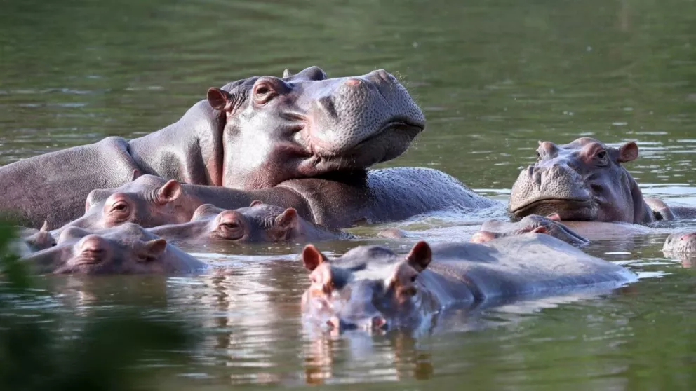 10 hipopótamos provenientes de Colombia serán reubicados en el Santuario Ostok en Culiacán, Sinaloa