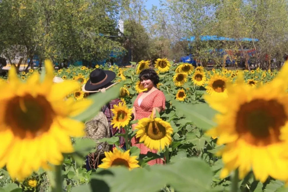 El Campo de Girasoles reúne a miles de turistas en Mocorito