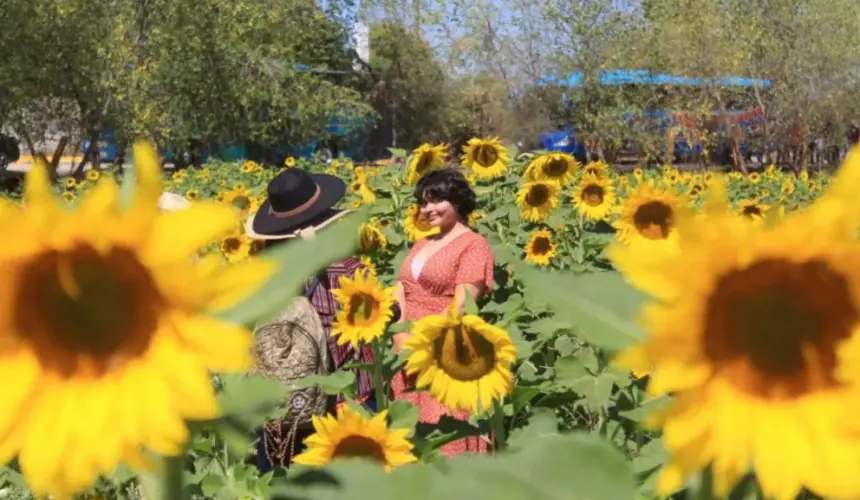 El Campo de Girasoles reúne a miles de turistas en Mocorito