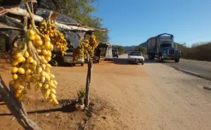 ¿Ya probaste las aguamas? en el pueblo de Terreros hay agrias o en dulce