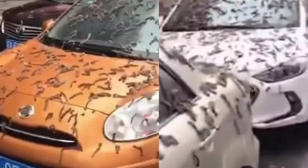 El verdadero significado de la lluvia de gusanos en China.
