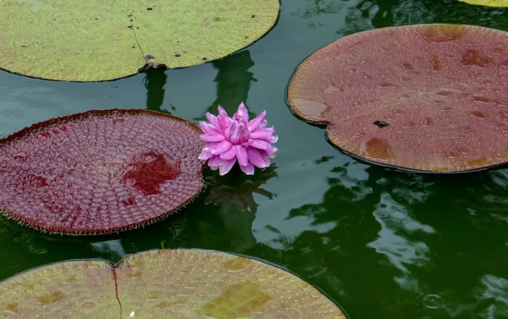 ¡La planta acuática más grande del mundo está en Jardín Botánico Culiacán!